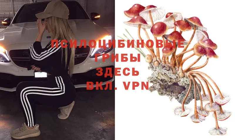 hydra онион  Ессентуки  Галлюциногенные грибы Magic Shrooms 